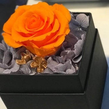 Flowerbox Rose stabilizzate