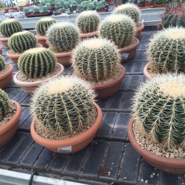 Cactus Echinocactus