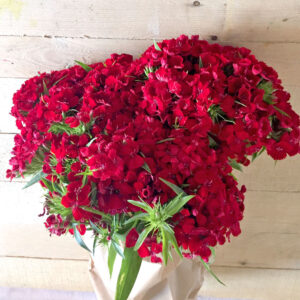 Bouquet Cinesini-4171 Bouquet Cinesini-4171