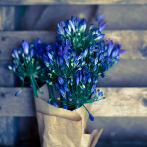 Bouquet Agapanthus-0 Bouquet Agapanthus-0