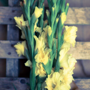 Bouquet Gladioli-0 Bouquet Gladioli-0