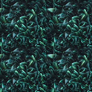 Parete di Alianthus-0