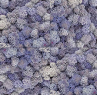 Parete di Lichene Colorato-0