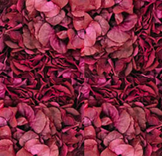 Parete di Ortensie-0