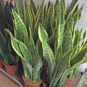 Pianta Grassa Sansevieria-4325