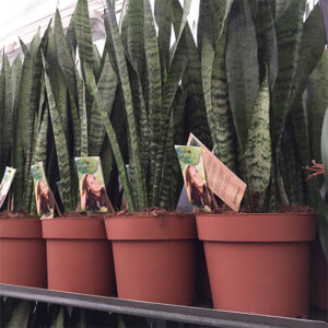 Pianta Grassa Sansevieria-4505