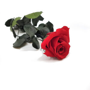 Rose Stabilizzate con Gambo-7035