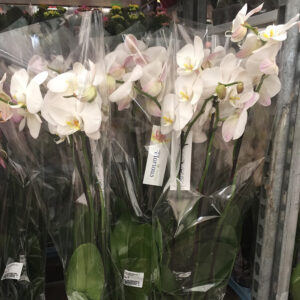 Orchidea Phalaenopsis-3427