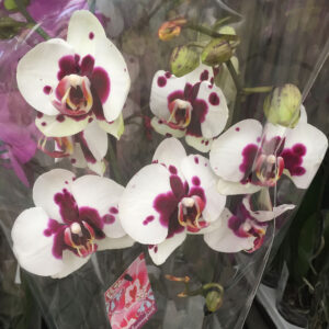 Orchidea Phalaenopsis-3424