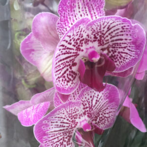 Orchidea Phalaenopsis-3425