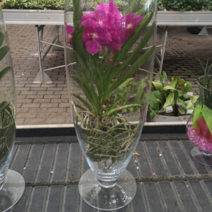 Orchidea Vanda-3435 Orchidea Vanda-3435