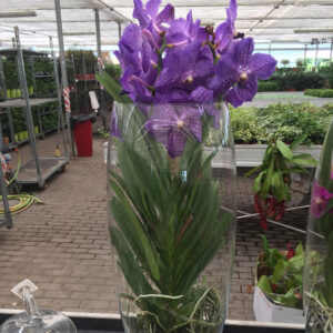 Orchidea Vanda-3432 Orchidea Vanda-3432