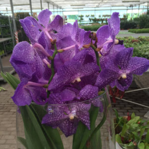Orchidea Vanda-3433 Orchidea Vanda-3433