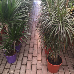 Dracaena-3453 Dracaena-3453