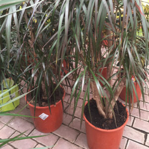 Dracaena-3452 Dracaena-3452