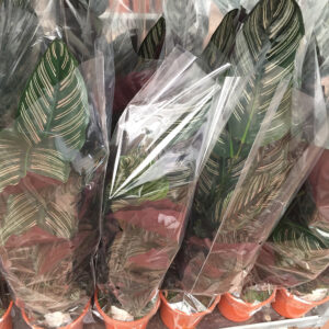 Calathea sanderiana-3499