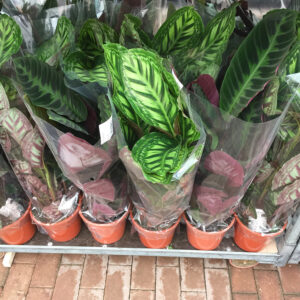 calathea sanderiana