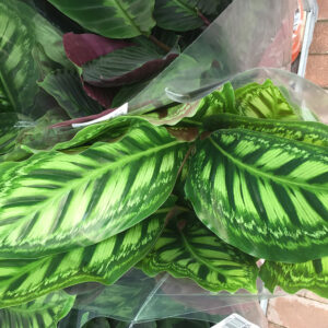 Calathea sanderiana-3501
