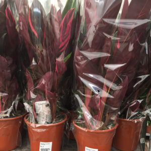 Calathea sanderiana-3502