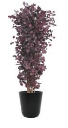 Populus-0