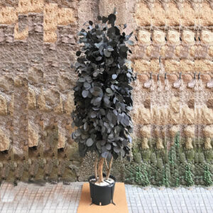 Populus-6641 Populus-6641