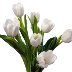 Tulipani BIANCHI-0