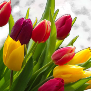 Tulipani GIALLI-3338
