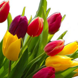 Tulipani GIALLI-0
