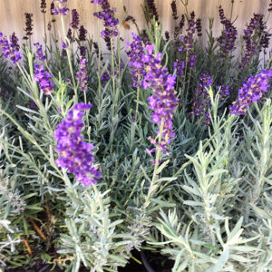 Lavanda-4504 Lavanda-4504