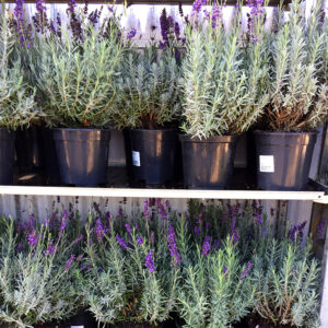 Lavanda-4795 Lavanda-4795