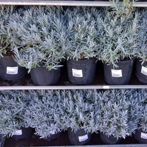 Lavanda-4796 Lavanda-4796