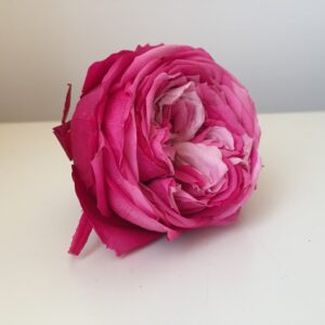 40 boccioli di Rosa stabilizzata da giardino-5587