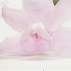Orchidee Cymbybium stabilizzate -8034 Orchidee Cymbybium stabilizzate -8034