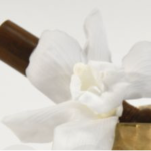 Orchidee Cymbybium stabilizzate -8035