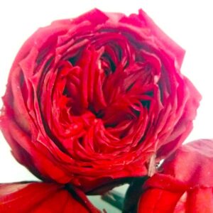 Rosa inglese stabilizzata-7071