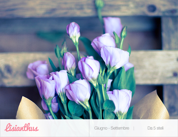lisianthus