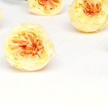 rose-ingles-stabilizzate-arancio rose-ingles-stabilizzate-arancio