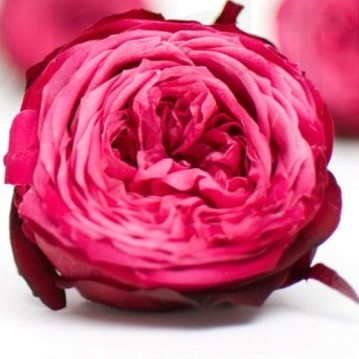 rose-ingles-stabilizzate-rosa rose-ingles-stabilizzate-rosa