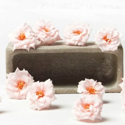 rose-sauvage-stabilizzate rose-sauvage-stabilizzate