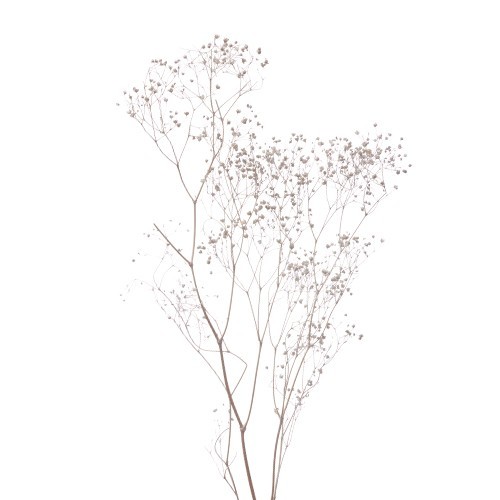 nebbiolina_1 nebbiolina_1