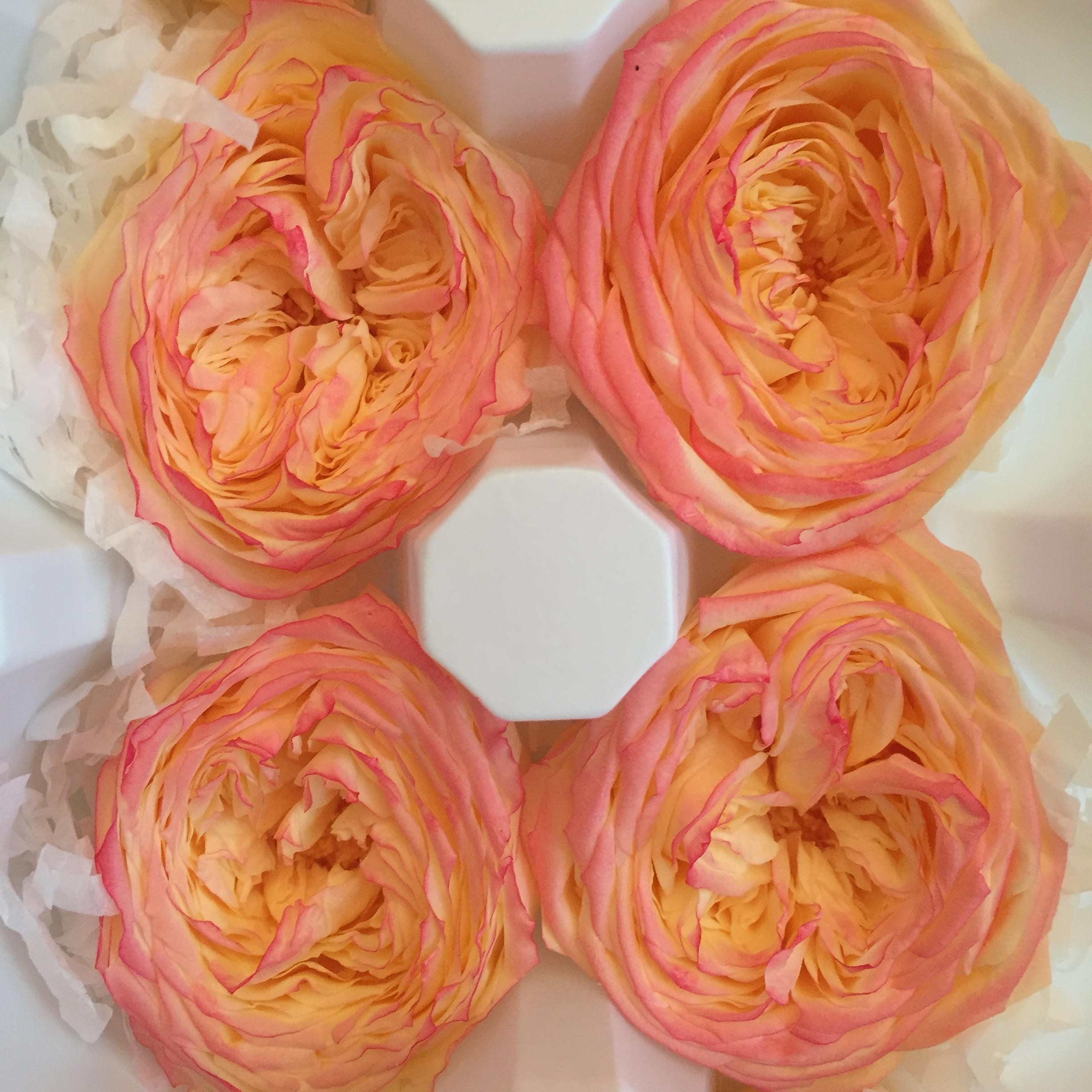 rose-stabilizzate-gial-rosate (1) rose-stabilizzate-gial-rosate (1)
