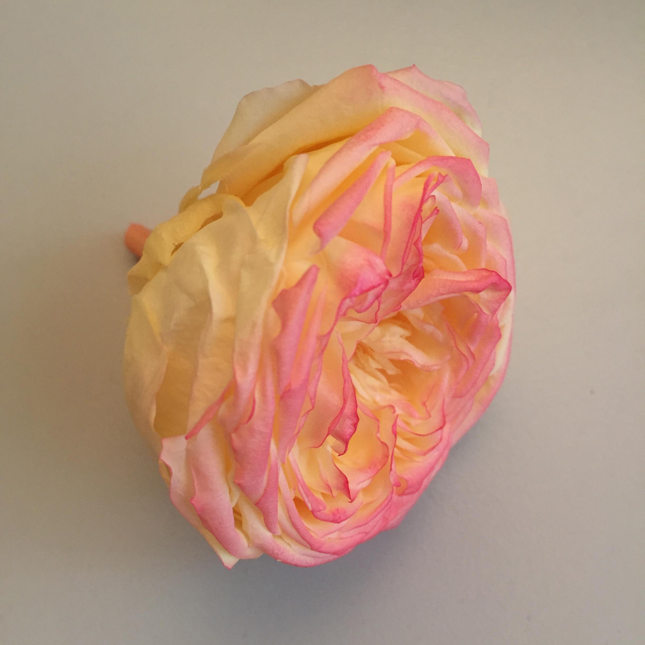 rose-stabilizzate-gial-rosate (2) rose-stabilizzate-gial-rosate (2)