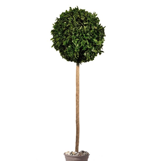 topiary_tenuifolium_ball2 (1) topiary_tenuifolium_ball2 (1)