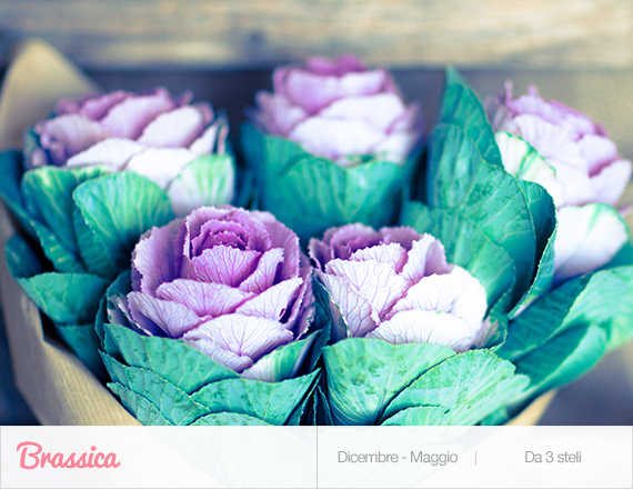 brassica